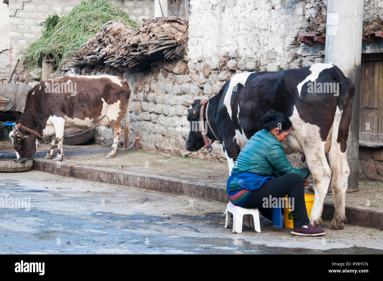 Femme tibétaine traire une vache à Luzhou, Tibet, Chine Banque D'Images
