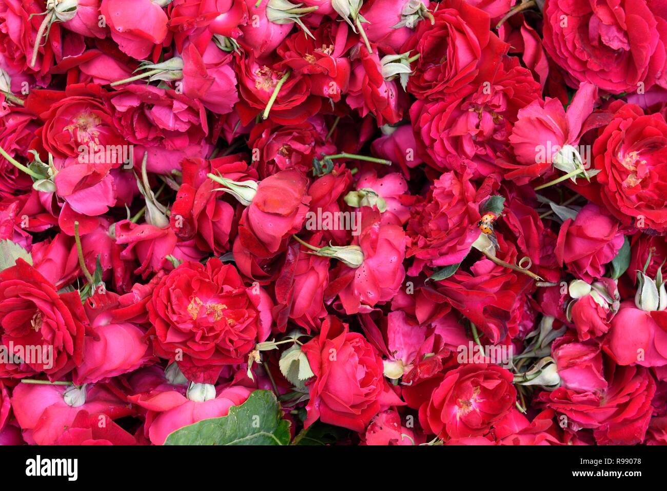 A Sac de roses dans un marché aux fleurs à Jaipur, Rajasthan, Inde. Banque D'Images