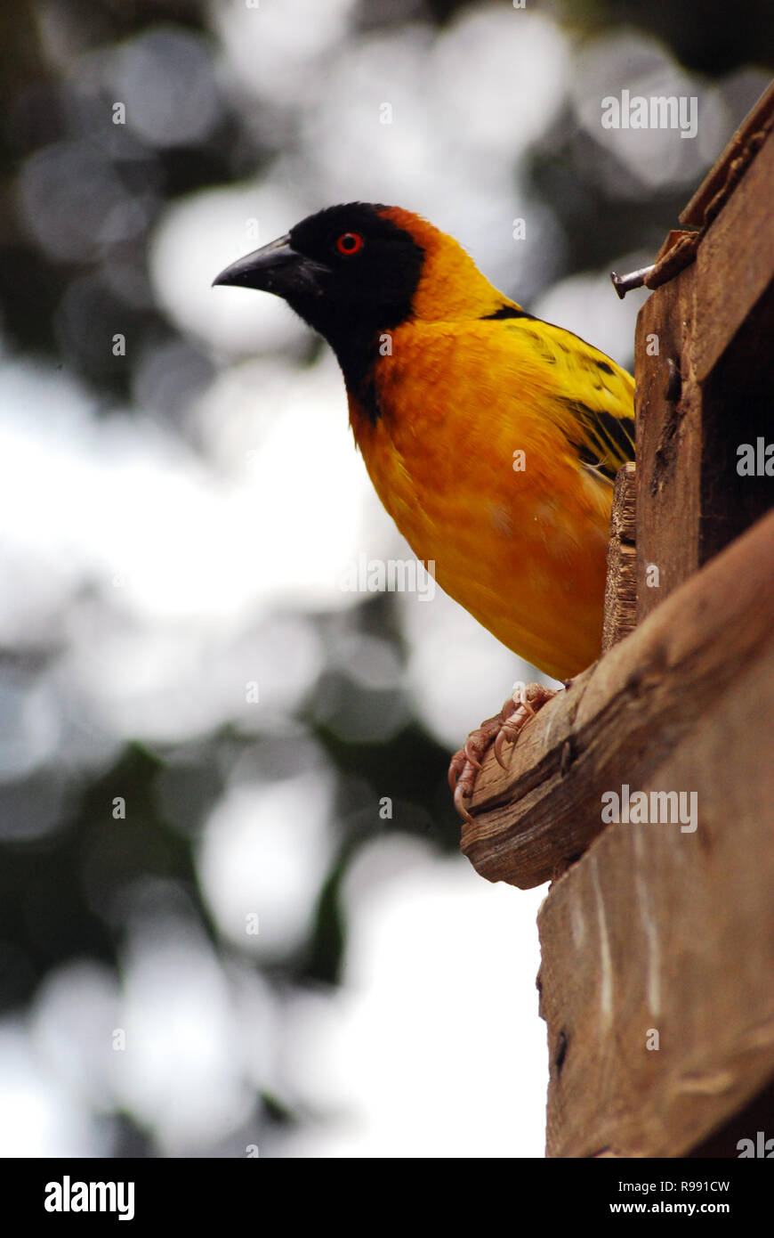 Venturon montagnard africains (Ochrospiza citrinelloides), également connu sous le nom de l'Abyssin Venturon montagnard, est une espèce de trouvés en Éthiopie, l'Érythrée et l'ouest du Kenya Banque D'Images