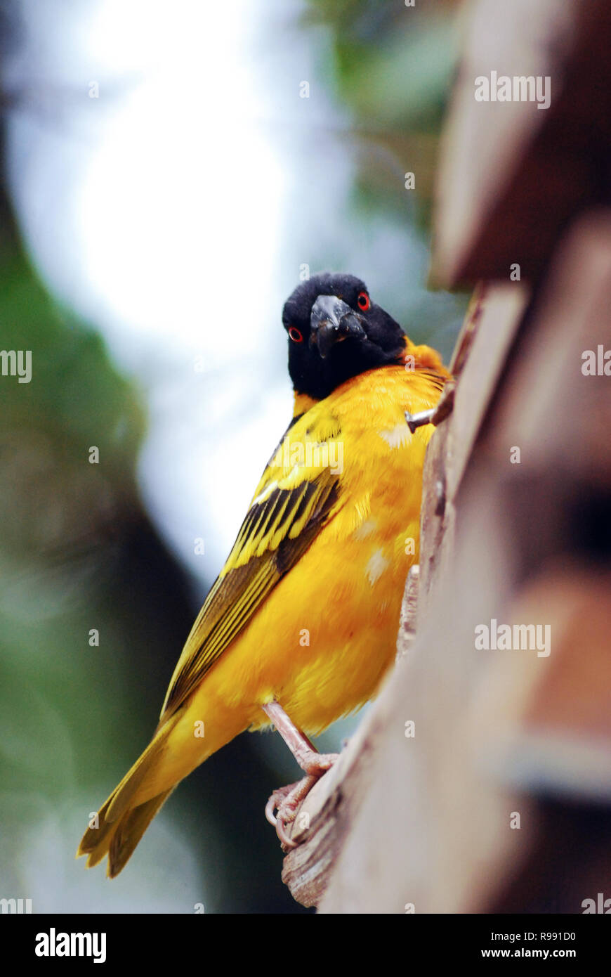 Venturon montagnard africains (Ochrospiza citrinelloides), également connu sous le nom de l'Abyssin Venturon montagnard, est une espèce de trouvés en Éthiopie, l'Érythrée et l'ouest du Kenya Banque D'Images