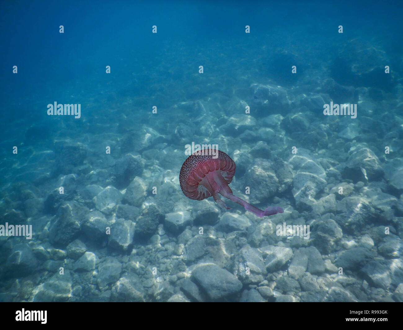 Une rose solitaire méduses dans la mer Ligure en face de Noli, Italie Banque D'Images