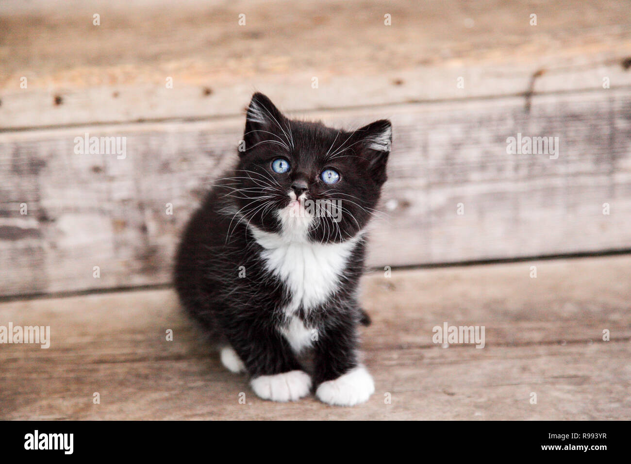 Sweet Chaton Noir Et Blanc Aux Yeux Bleus A La Recherche Jusqu A Fond De Bois Photo Stock Alamy