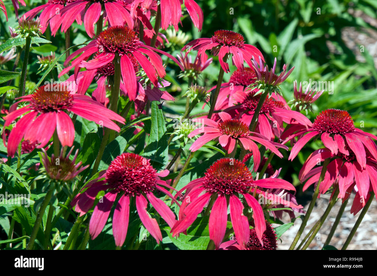 Sydney, Australie, Echinacea purpurea floraison Double noms hybrides framboisier Scoop Banque D'Images