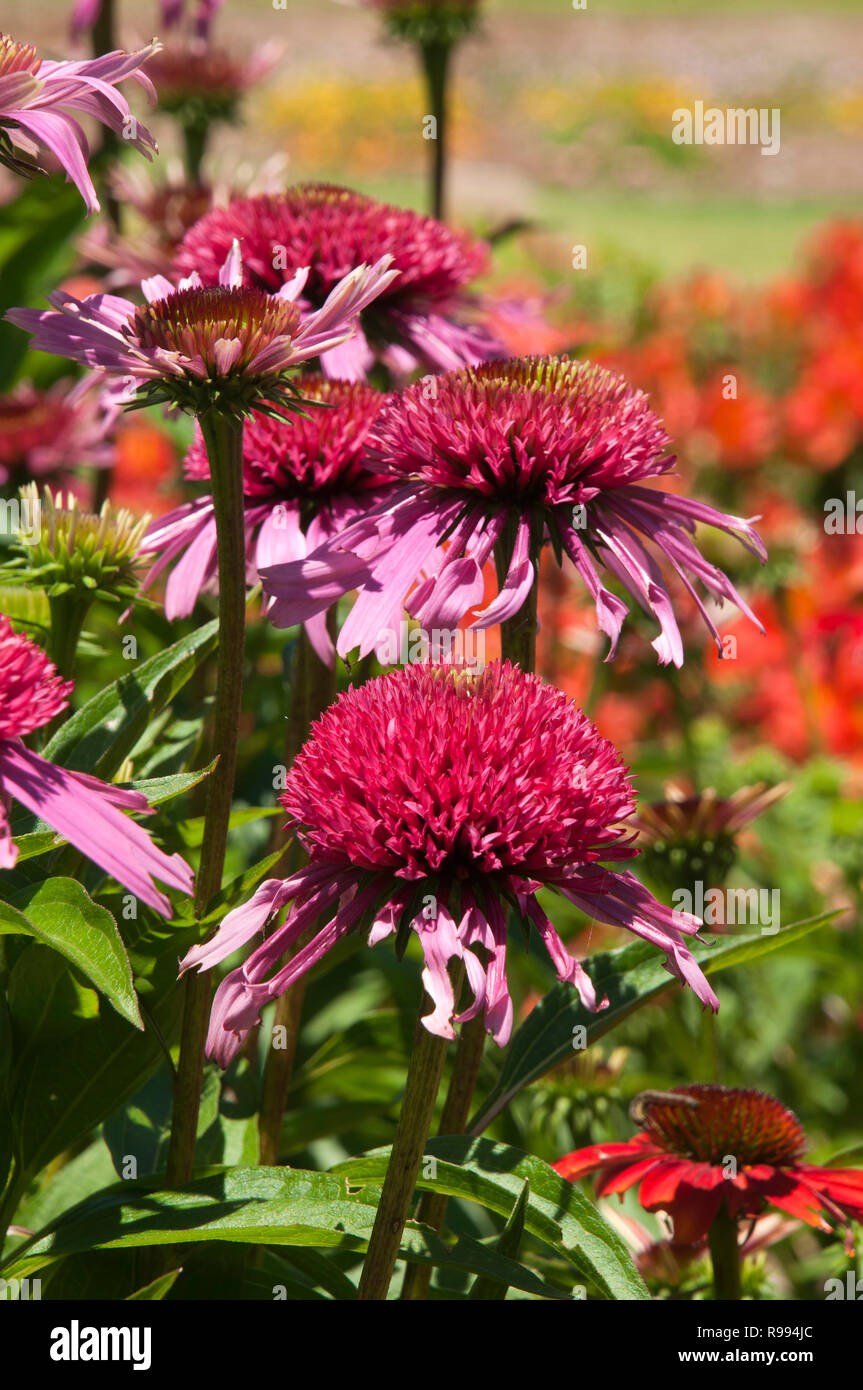 Sydney, Australie, Echinacea purpurea floraison Double noms hybrides framboisier Scoop Banque D'Images