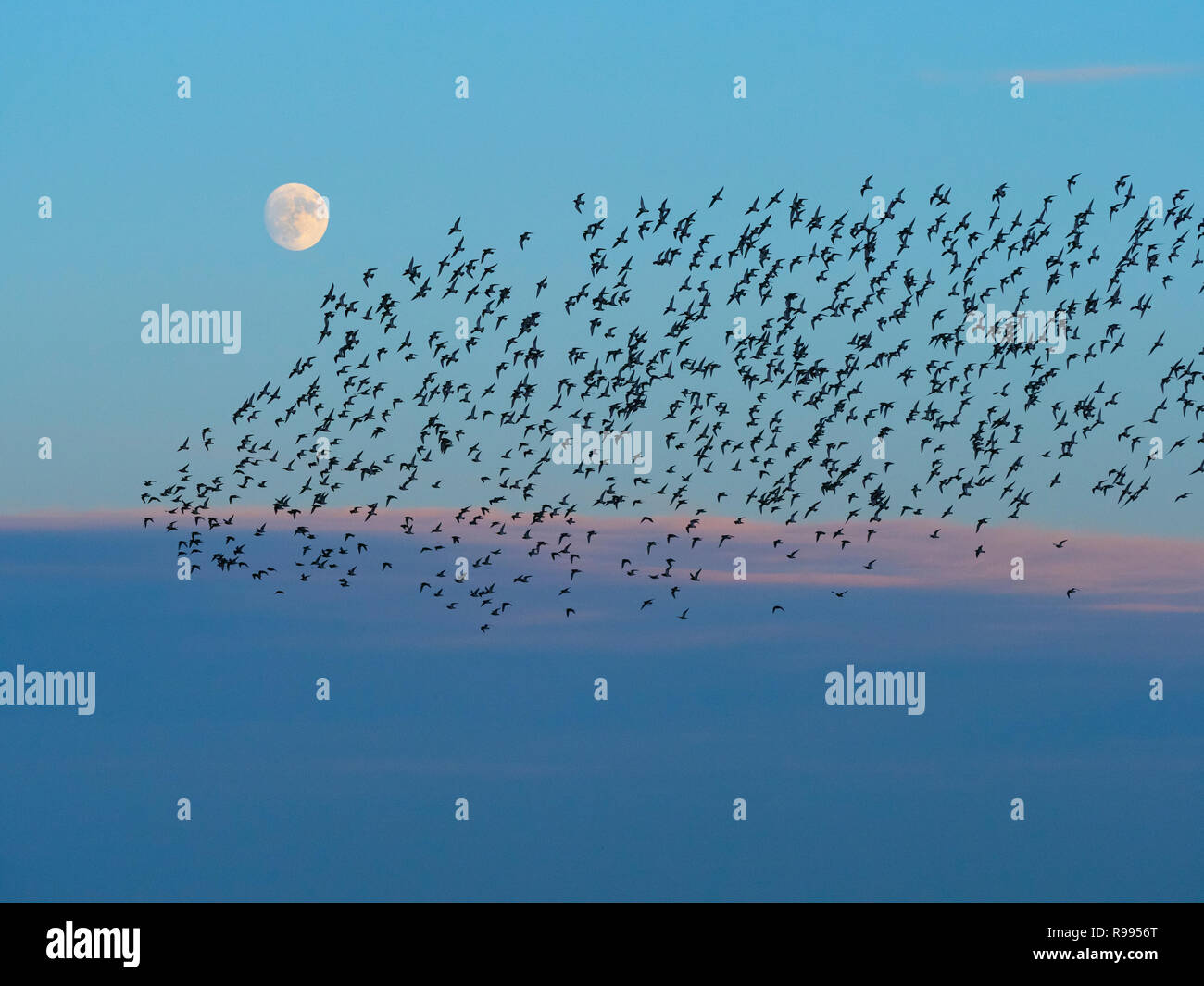 Pluvier doré Pluvialis apricaria troupeau Titchwell moonrise hiver Norfolk Banque D'Images