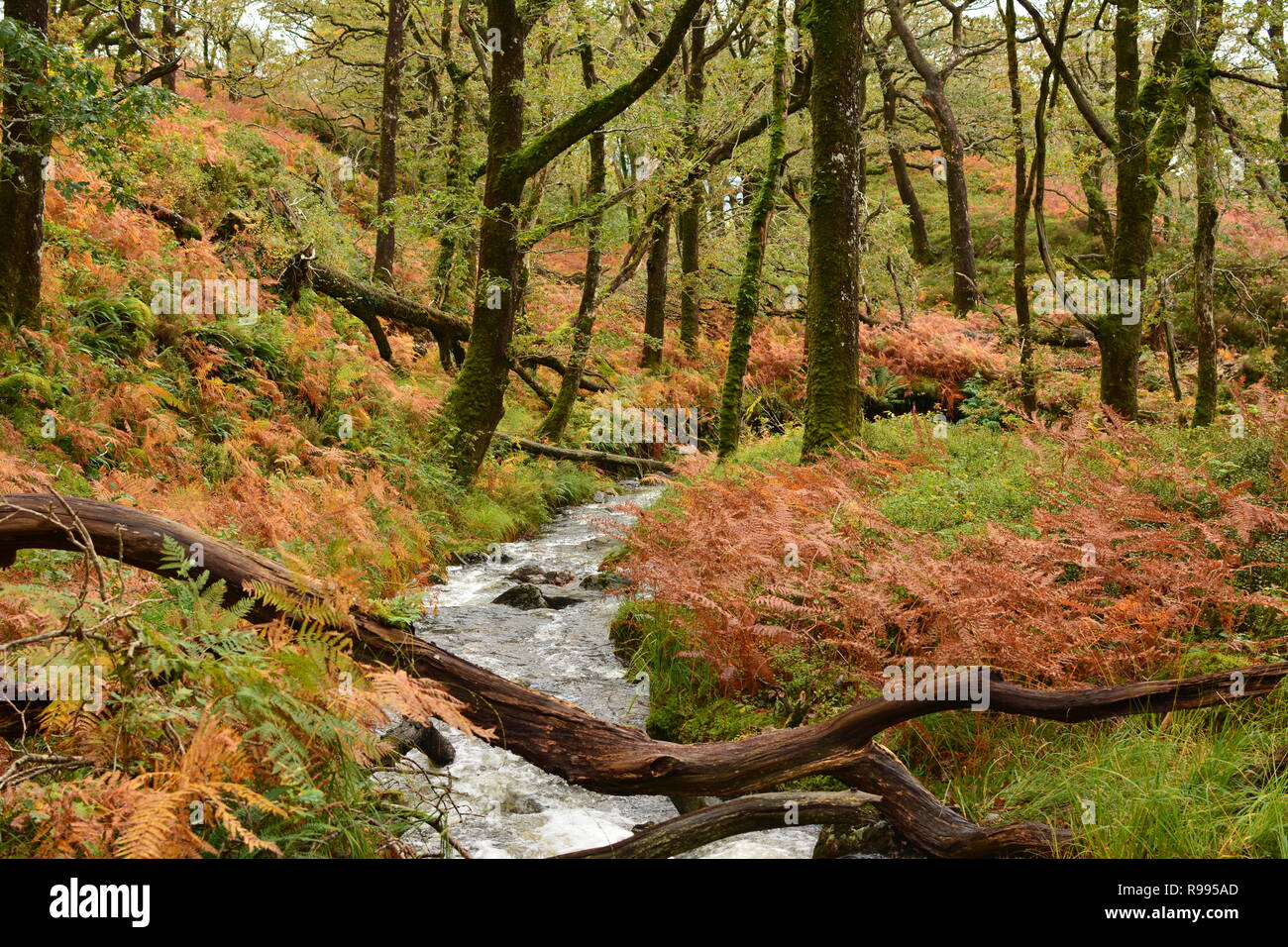 Forêt pluviale tempérée, Ty Coed coch avec Ruisseau de montagne Banque D'Images