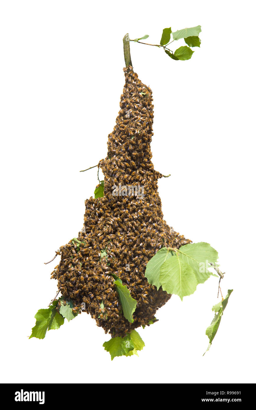 Essaim d'abeilles isolé sur fond blanc - les abeilles en grand nombre on tree branch Banque D'Images