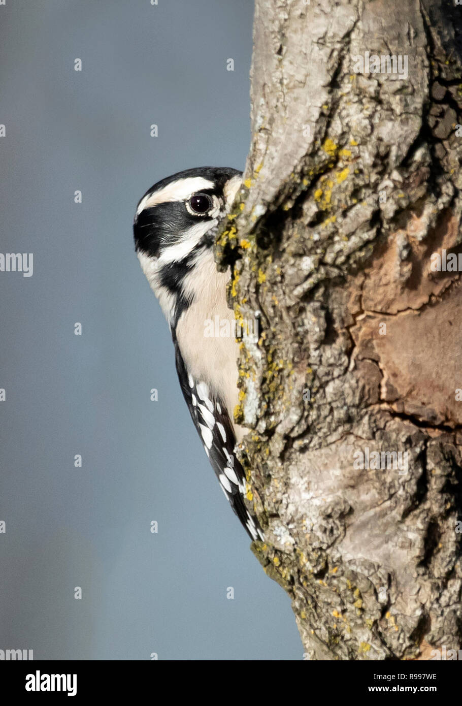 J'aime photographier le pic mineur. Leurs caractéristiques sont drôles à observer. Ils essayent de cacher et pic autour des branches et des arbres pour voir si t Banque D'Images
