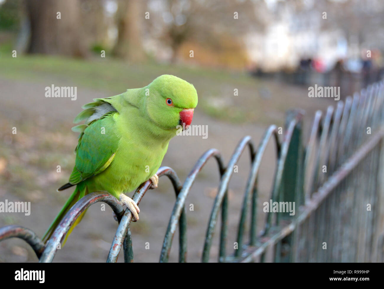 Ring-Necked Rose-Ringed / Indian Parakeet Psittacula krameri manillensis perruche () à St James's Park, Londres, décembre Banque D'Images