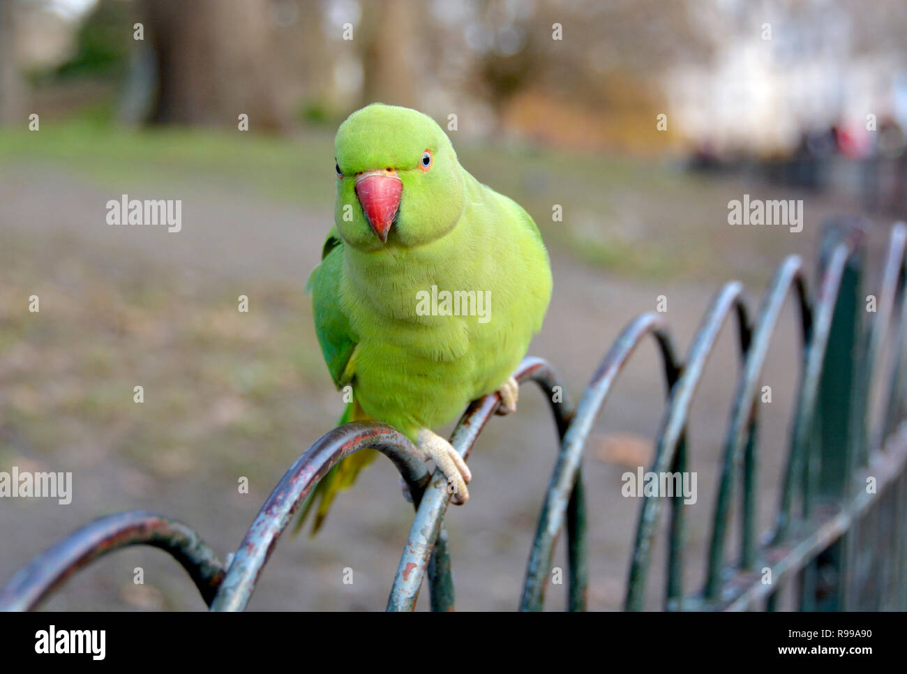 Ring-Necked Rose-Ringed / Indian Parakeet Psittacula krameri manillensis perruche () à St James's Park, Londres, décembre Banque D'Images