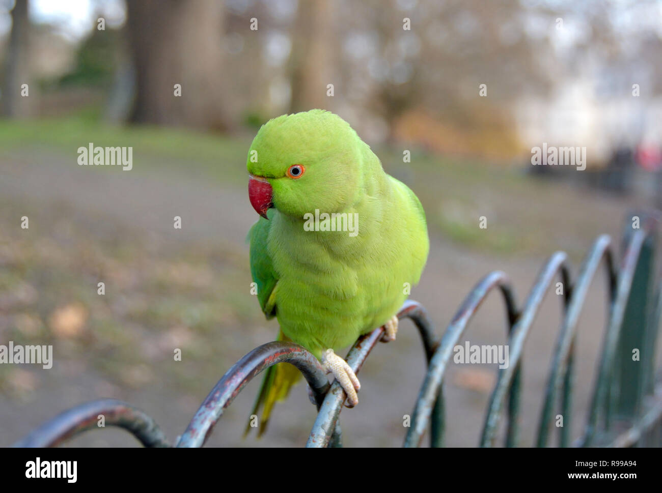 Ring-Necked Rose-Ringed / Indian Parakeet Psittacula krameri manillensis perruche () à St James's Park, Londres, décembre Banque D'Images