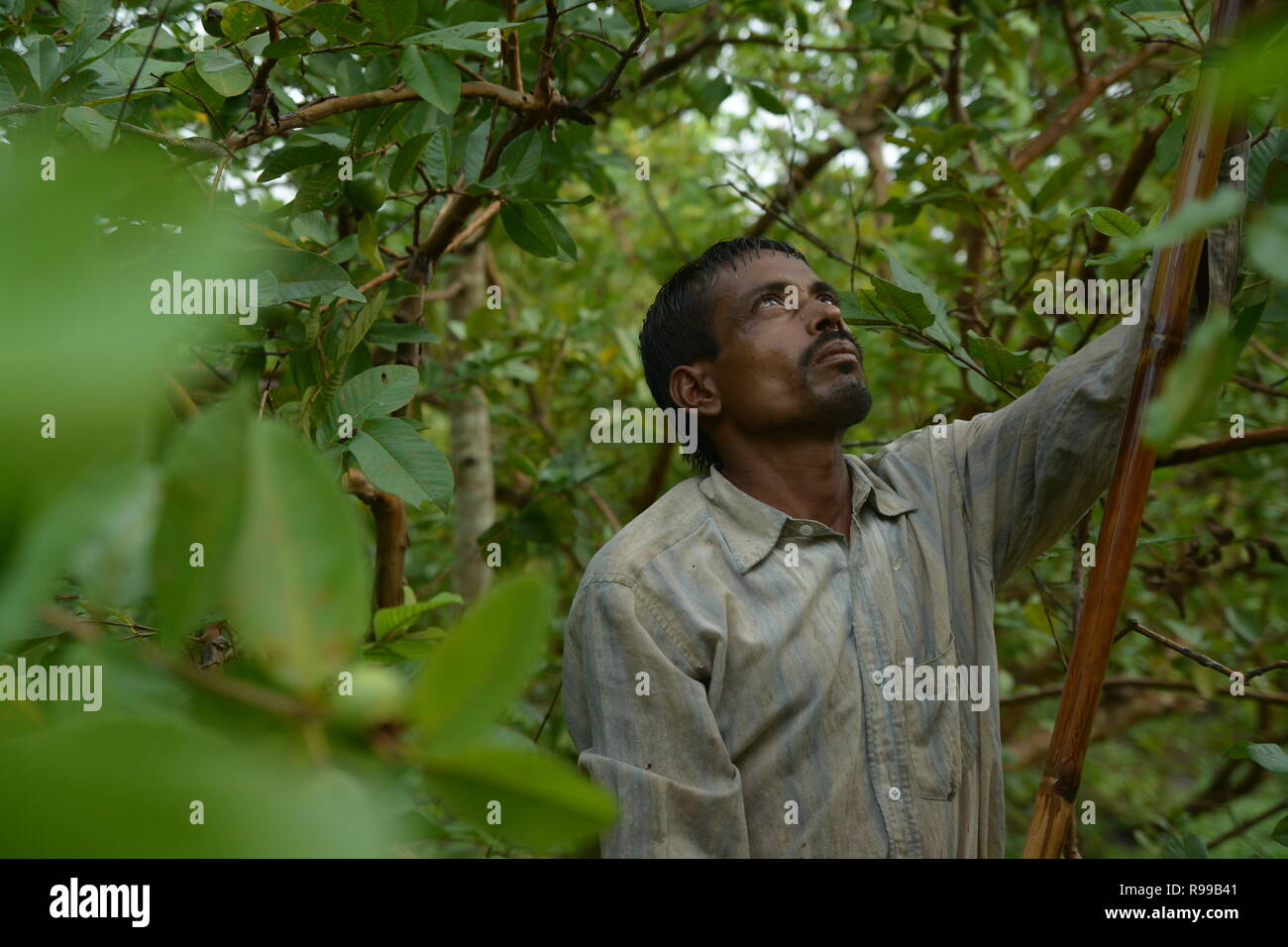 Marché Flottant , Barishal , Bangladesh Banque D'Images