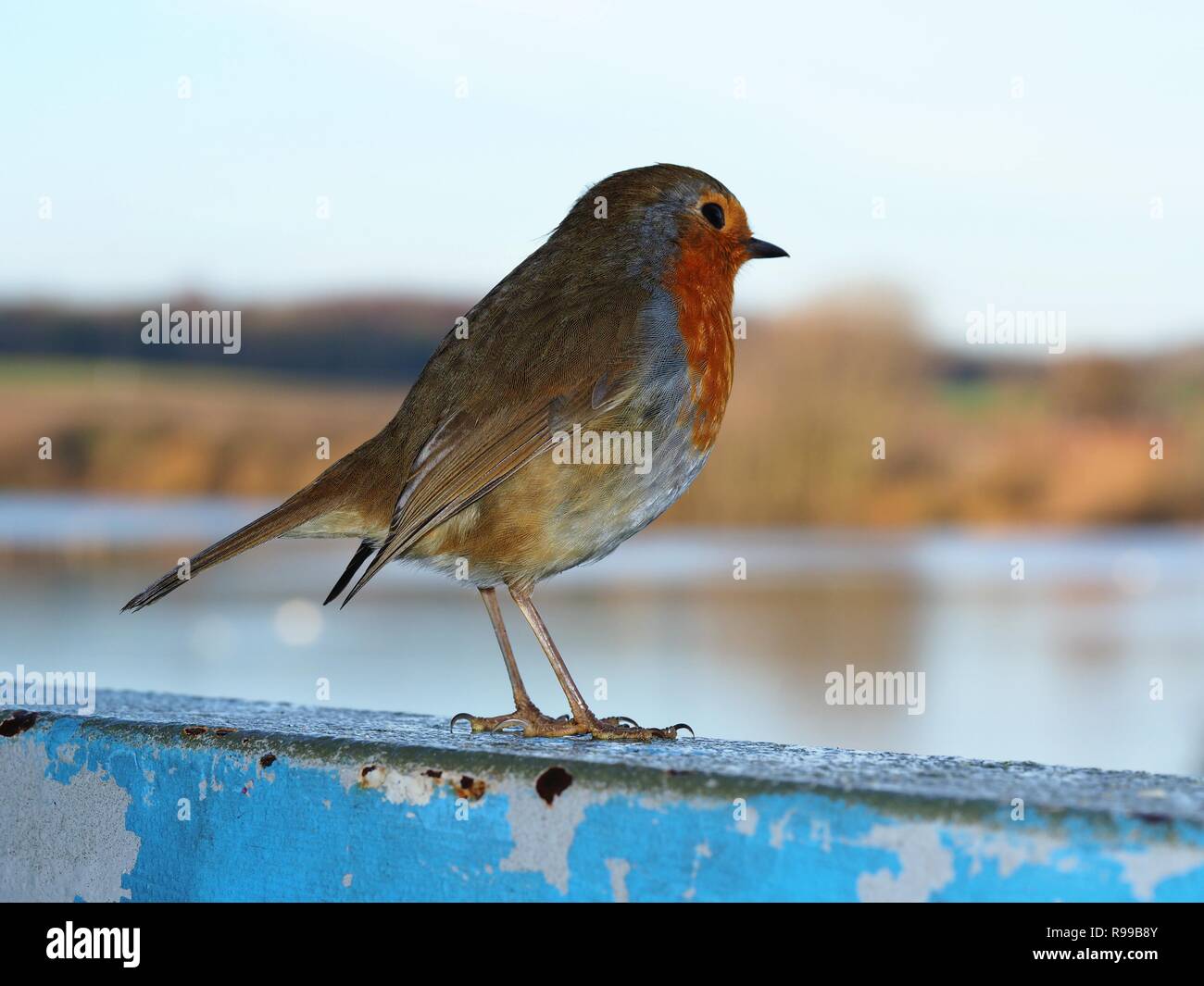 Robin (Erithacus rubecula aux abords) perché sur un châssis de fenêtre en métal bleu à la recherche de l'appareil photo vers un lac d'arrière-plan Banque D'Images