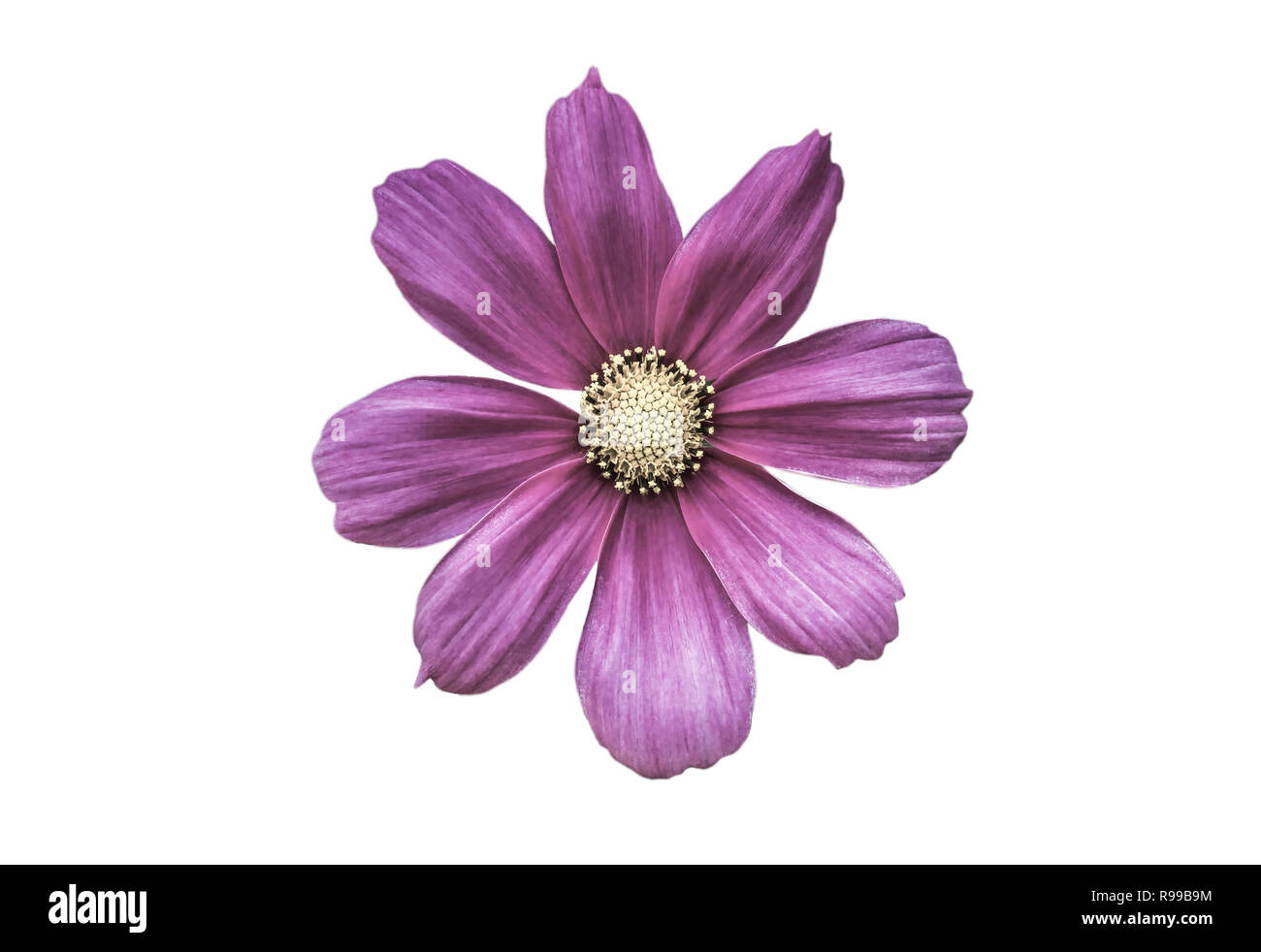 Cosmos violet Flower isolated on a white background Banque D'Images