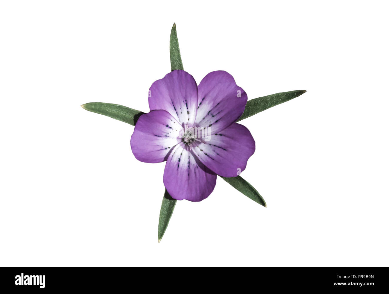 Fleur pourpre Corncockle avec feuilles en forme en étoile sur un fond blanc Banque D'Images