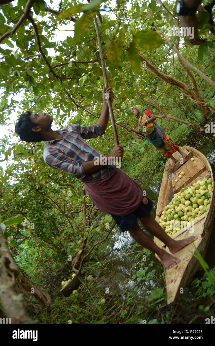 Marché Flottant , Barishal , Bangladesh Banque D'Images