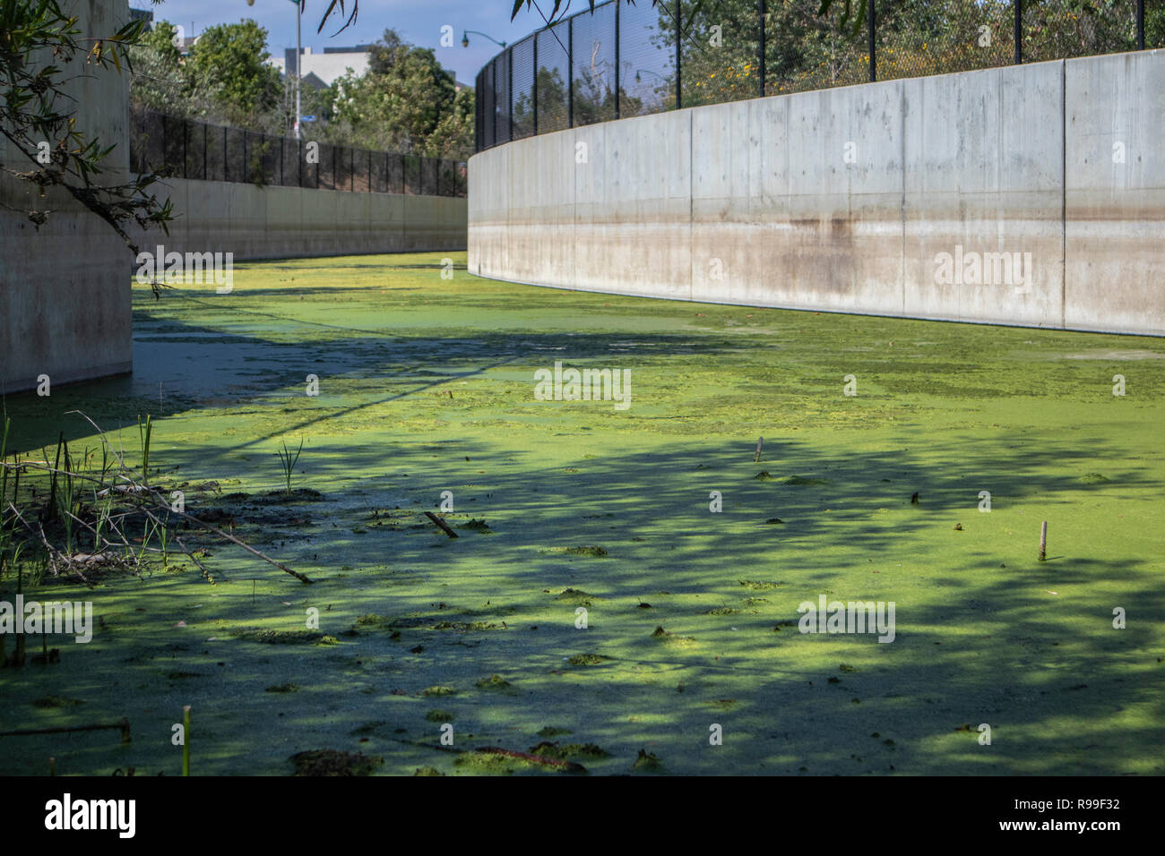 Algues en canal d'inondation à côté de la plage de silicium dans la Ballona Wetlands, Playa Vista, California, USA Banque D'Images