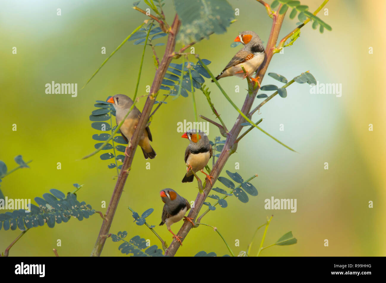 Un petit troupeau de diamants mandarins perché dans un buisson - Zebra Finch, Taeniopygia guttata, près de Mount Isa, l'ouest du Queensland. Banque D'Images