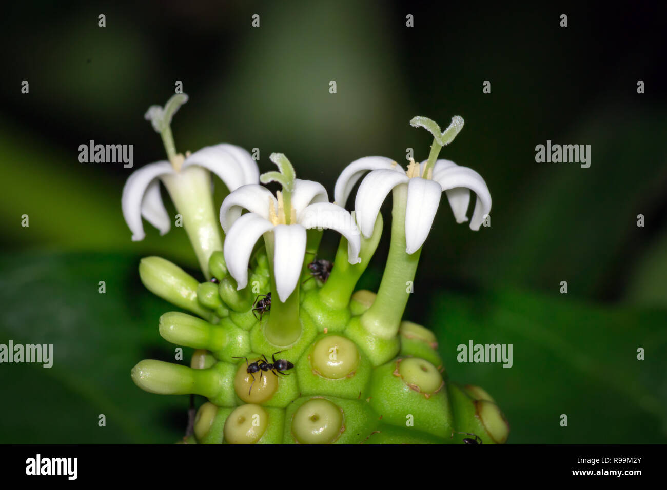 Fruits de noni et fleur sur l'arbre, Morinda citrifolia Banque D'Images