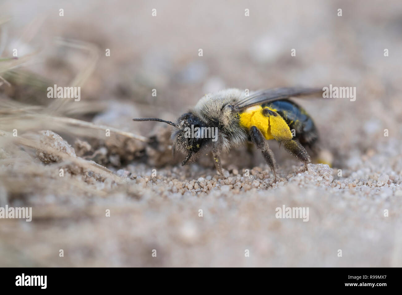 Weidensandbiene, Andrena vaga, Sandy Bee Banque D'Images