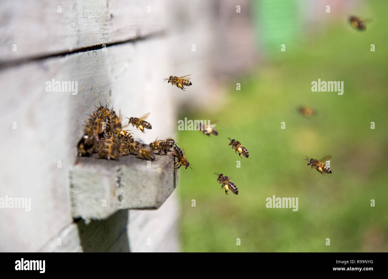 Les abeilles à l'atterrissage à la ruche avec du pollen sur les pattes Banque D'Images