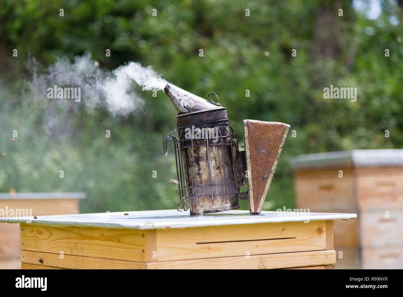 Bee fumeur debout sur une ruche. Banque D'Images