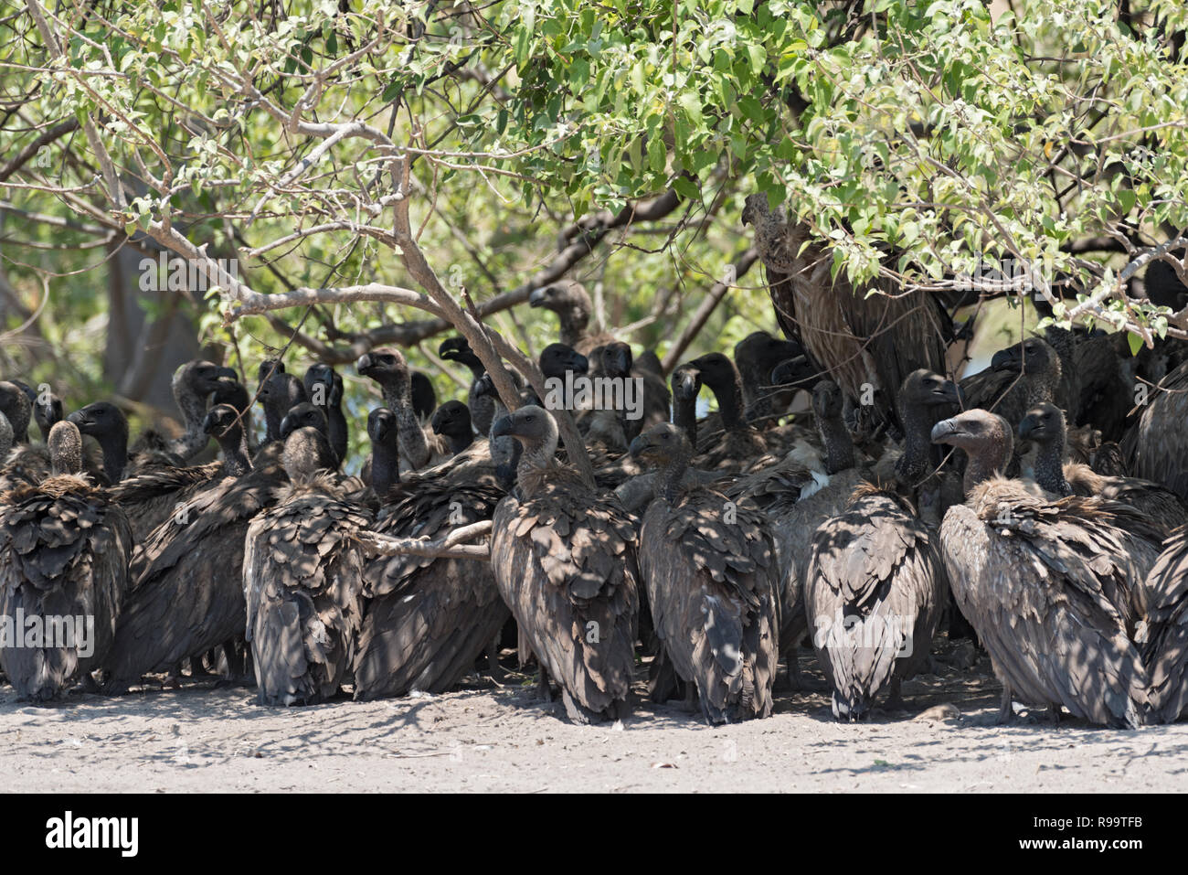 Les vautours à dos blanc à l'ombre d'un buisson, Botswana Banque D'Images