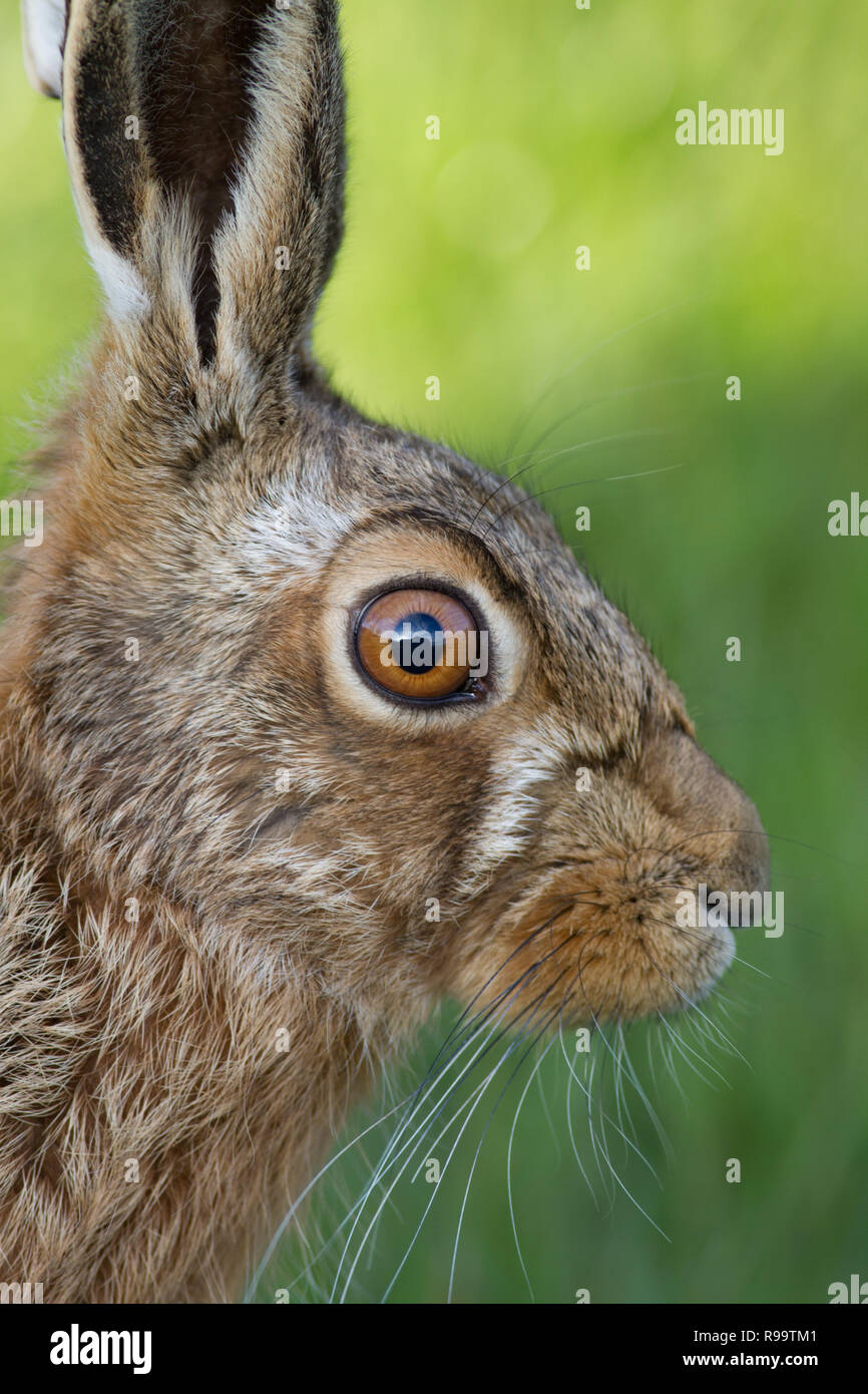 Lièvre européen ou Brown Hare, Lepus europaeus, UK Banque D'Images
