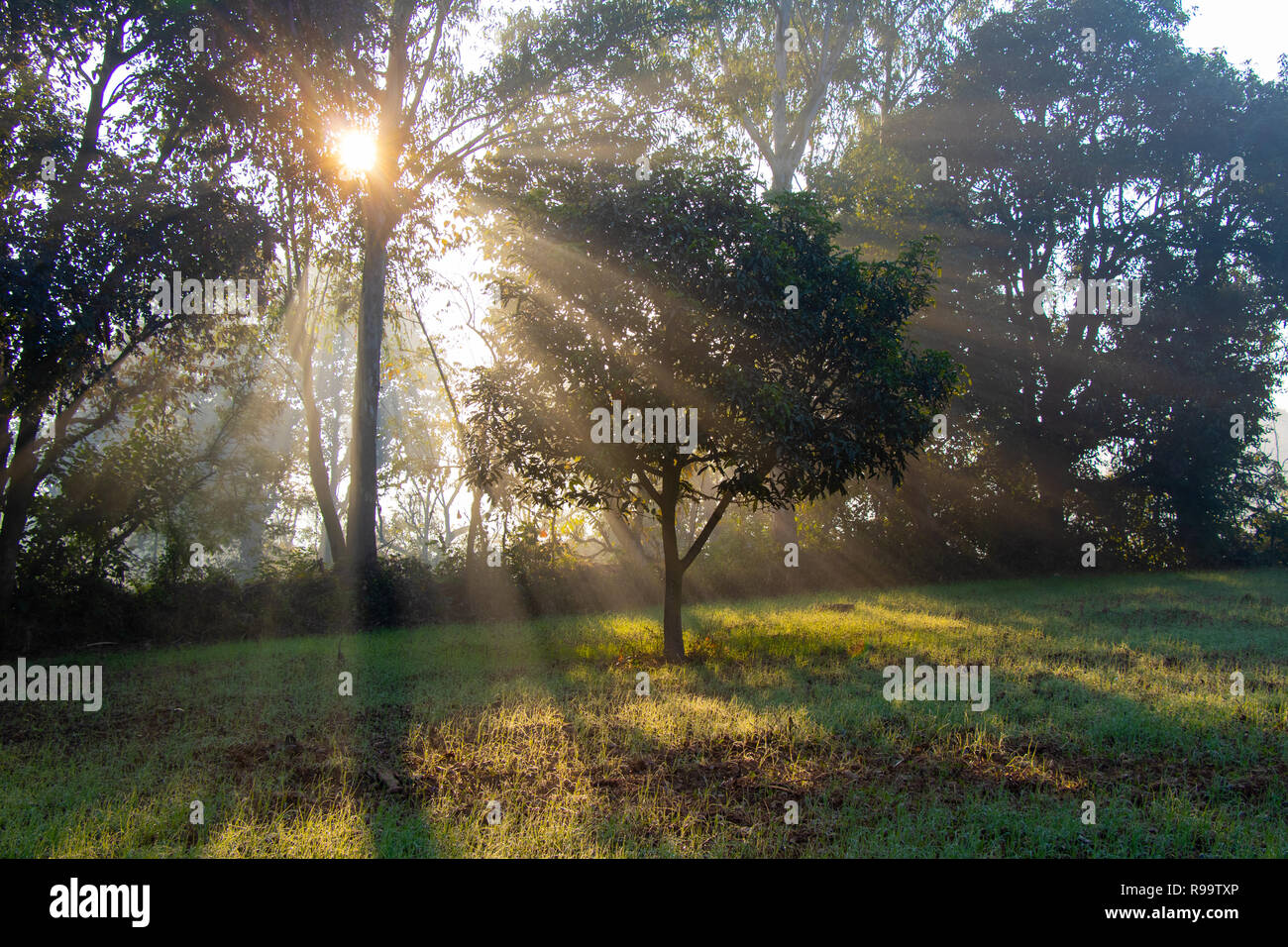 Rayons soleil dans les arbres, mais aussi, le brouillard et la brume est magnifique Banque D'Images