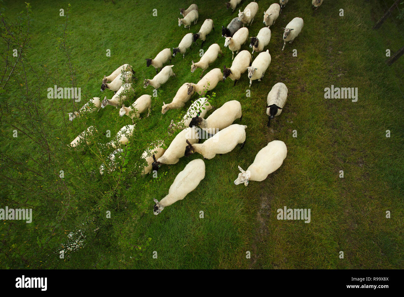 Moutons en cours d’exécution Banque D'Images