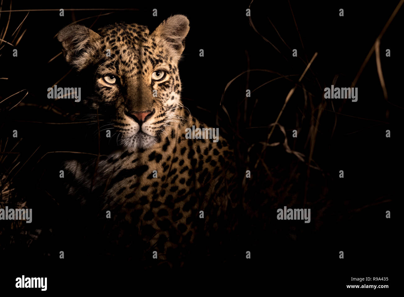 Femelle adulte leopard très alerte pendant la nuit. Banque D'Images