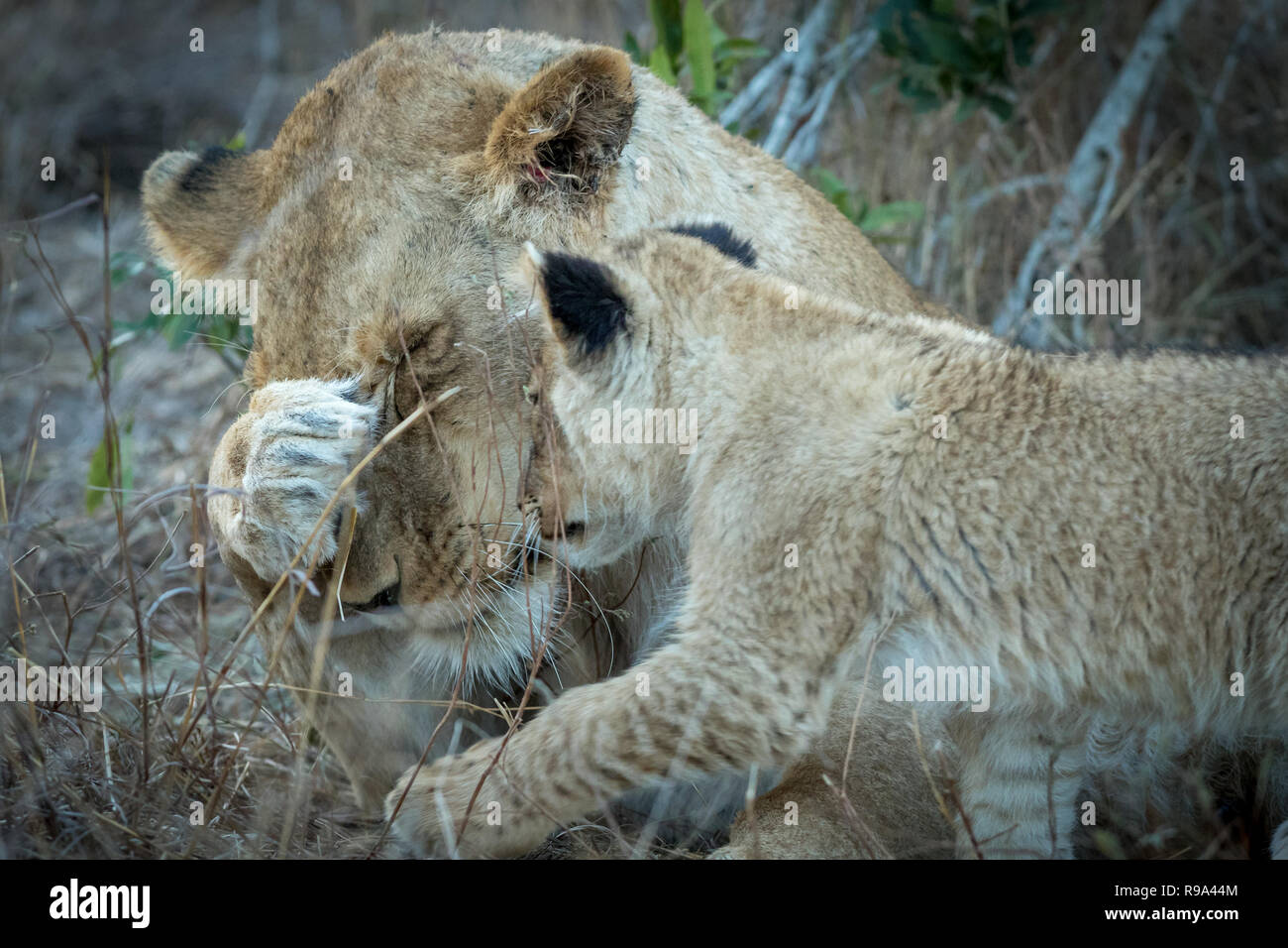 Lionne adultes et petit cub de l'interaction. Banque D'Images