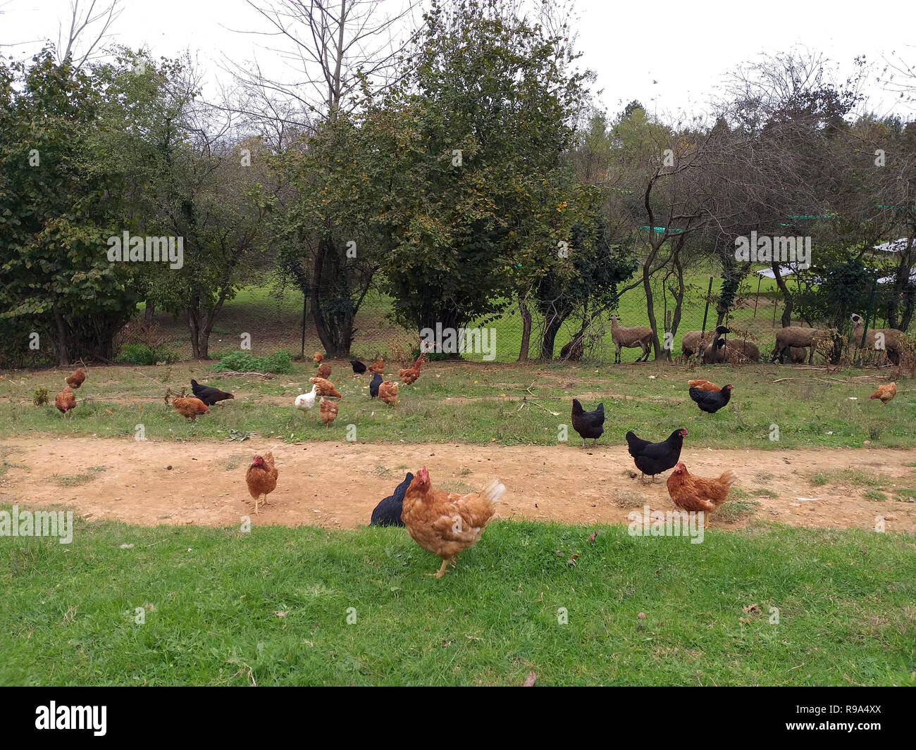Un poulet coucher du soleil vert herbe jardin et paysage animaux Banque D'Images