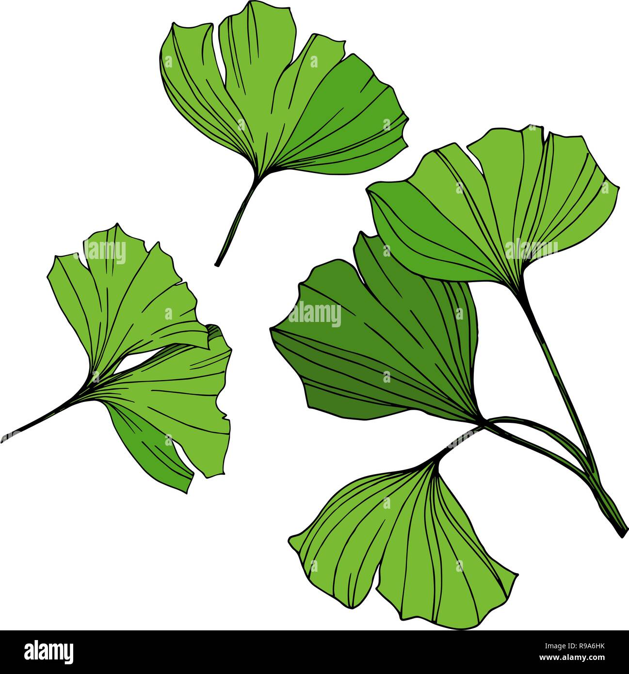 Vector illustration ginkgo isolés élément. Feuille verte. Jardin botanique des plantes à feuillage floral. L'encre verte gravée l'art. Illustration de Vecteur