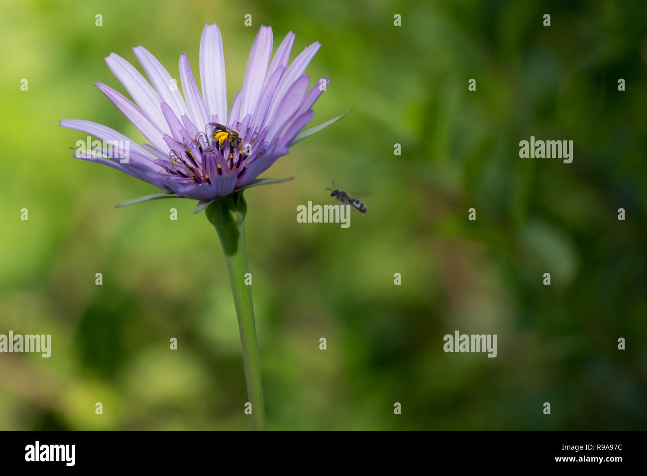 L'Aster amellus violette avec les insectes dans le jardin Banque D'Images