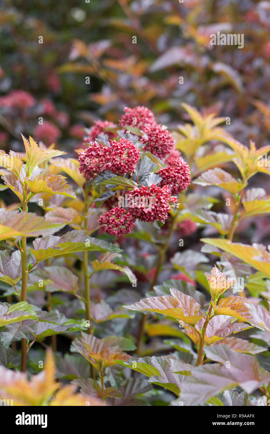 Physocarpus opulifolius 'Andre'. Banque D'Images