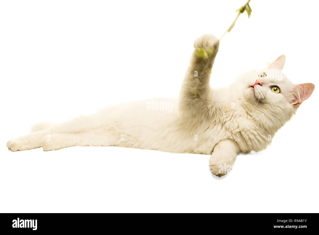 Beau chat Angora Turc blanc blanc isolé en jouant avec stick Banque D'Images