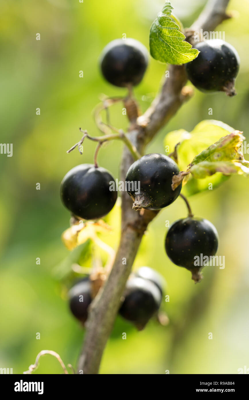 Les baies de cassis sur une branche dans un jardin en été Banque D'Images