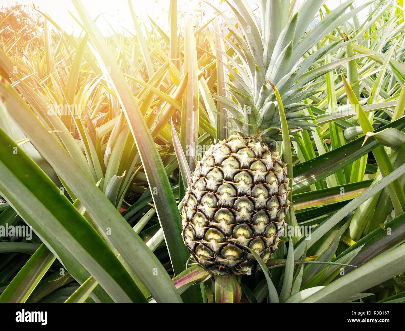 Champ d'Ananas ananas frais / ferme dans le jardin de fruits biologiques - beaux fruits ananas sur jeunes fruits tropicaux agricoles contexte growing in field Banque D'Images