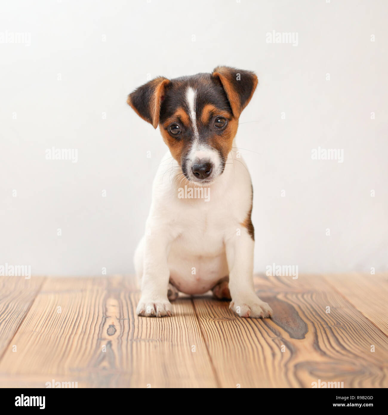 3 mois Jack Russell Terrier puppy debout sur des planches, white background, studio shot. Banque D'Images