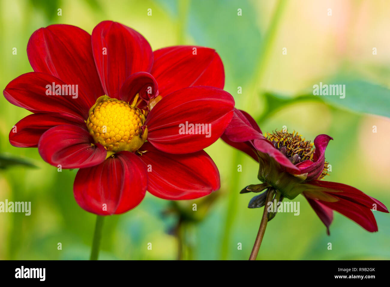 Close-up of a red Dahlia évêque d'Auckland (Dahlia) fleur sur une journée ensoleillée. Banque D'Images