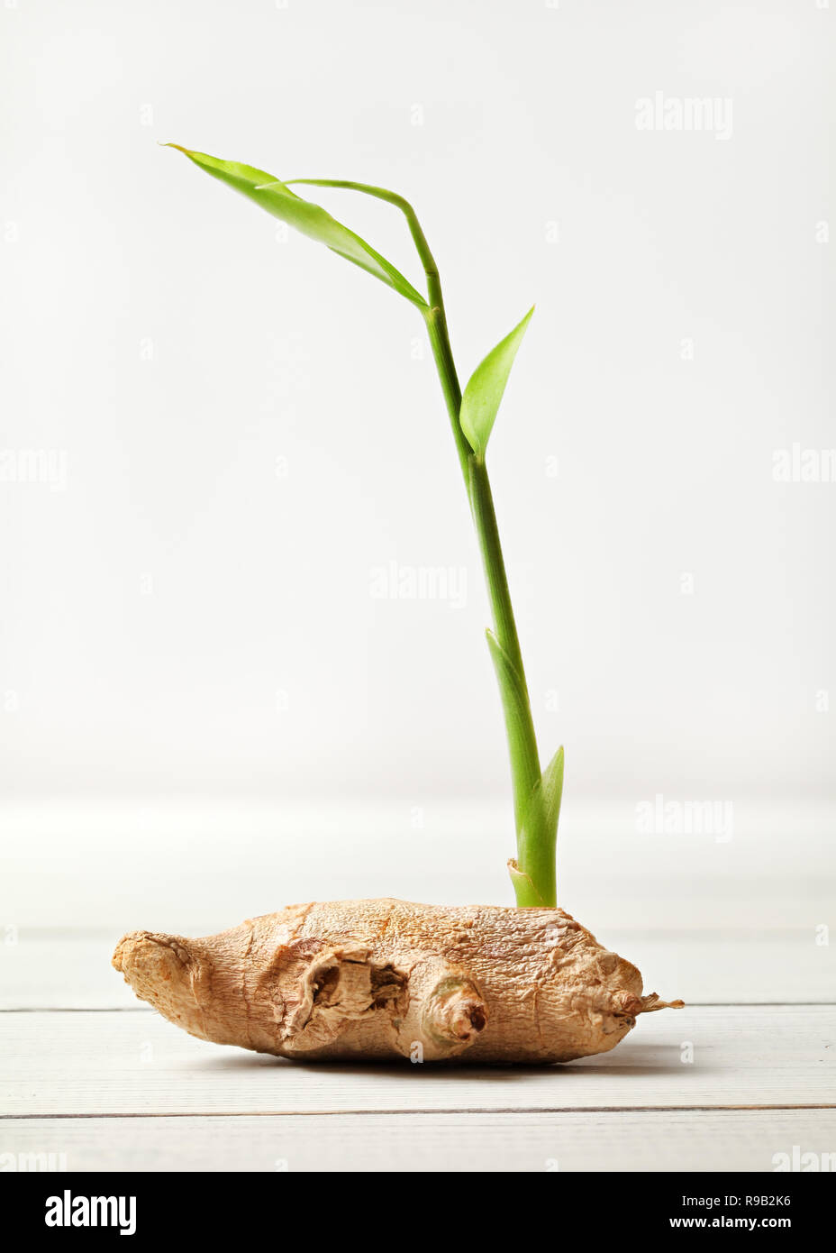 Sécher le gingembre (Zingiber officinale) Racine, avec green sprout, sur les tableaux blancs et d'arrière-plan. Banque D'Images