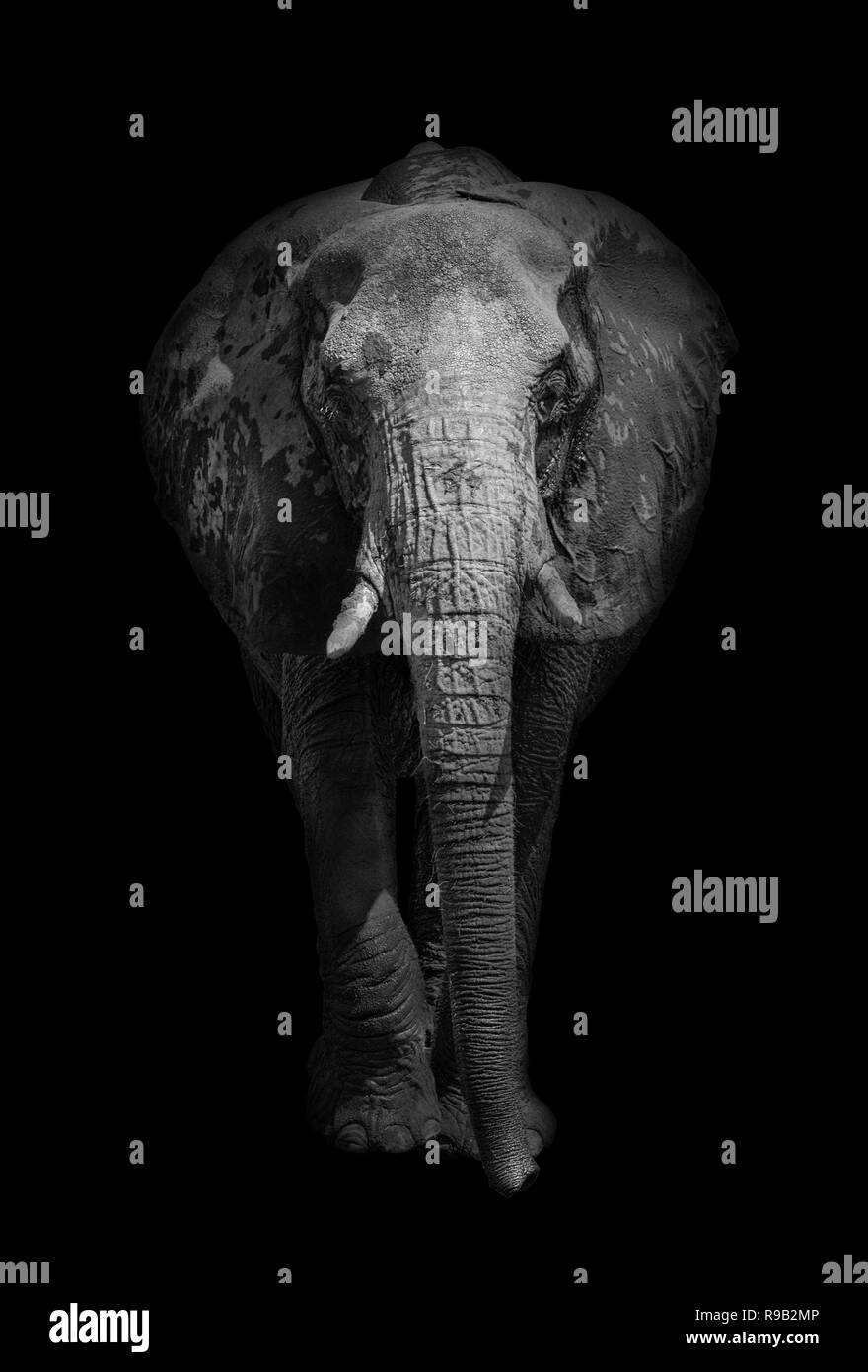 Close up of an African elephant (Loxodonta africana) en noir et blanc. Banque D'Images