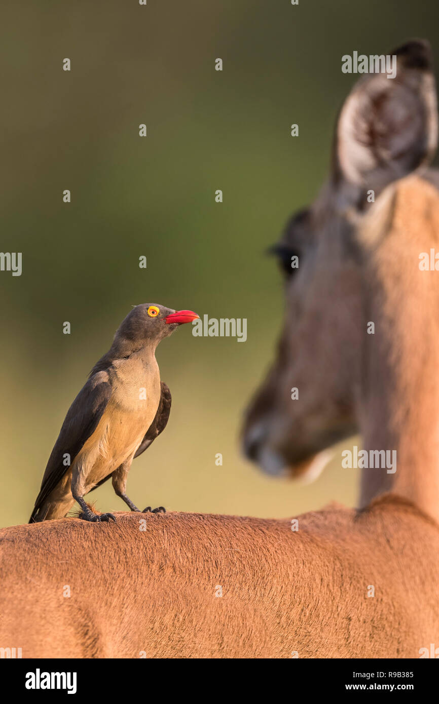Redbilled oxpecker (Buphagus erythrorhynchus) sur l'Impala (Aepyceros melampus), iMfolozi game reserve, KwaZulu-Natal, Afrique du Sud, Banque D'Images