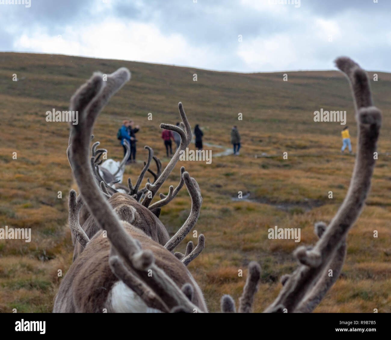 Les rennes ont vécu ici dans le Parc National de Cairngorms depuis 1952, où le troupeau sont autorisés à faire paître sur plus de 10 000 hectares sur les flancs. Banque D'Images