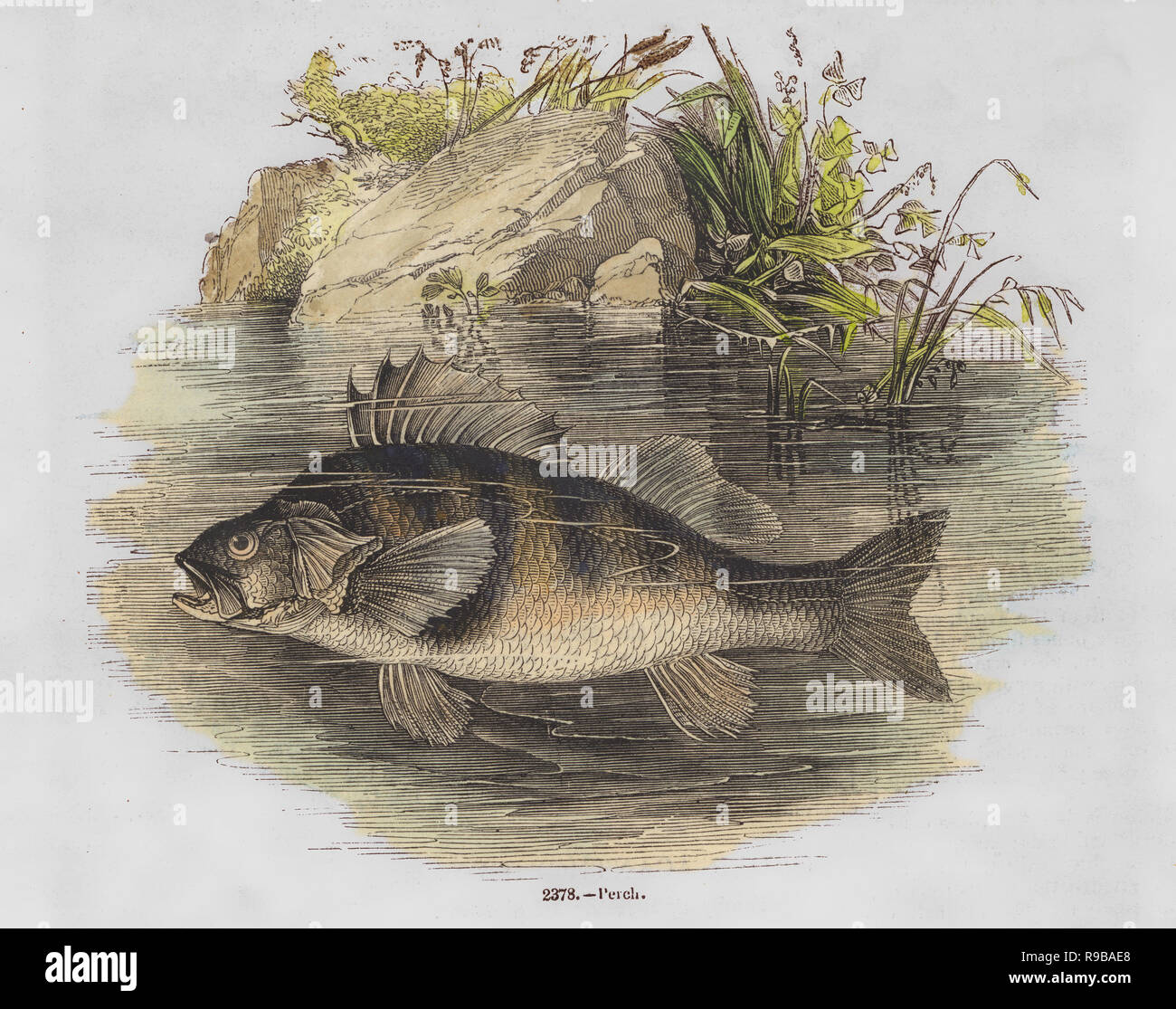 Illustration de l'époque victorienne colorée à la main:Perchaude fish swimming in river Banque D'Images