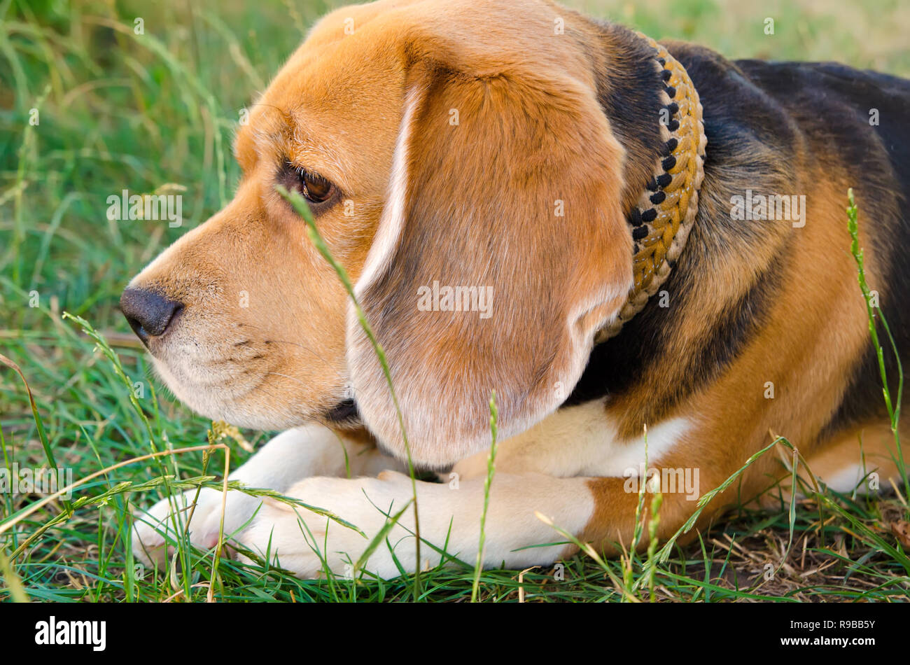 Chien beagle à l'extérieur à l'arrière-cour Banque D'Images