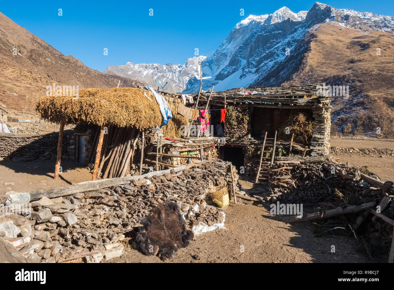 Le village tibétain de Samdo sur le Manaslu trek Circuit est composé de 2 maisons traditionnelles histoire avec le bétail ci-dessous logement Banque D'Images
