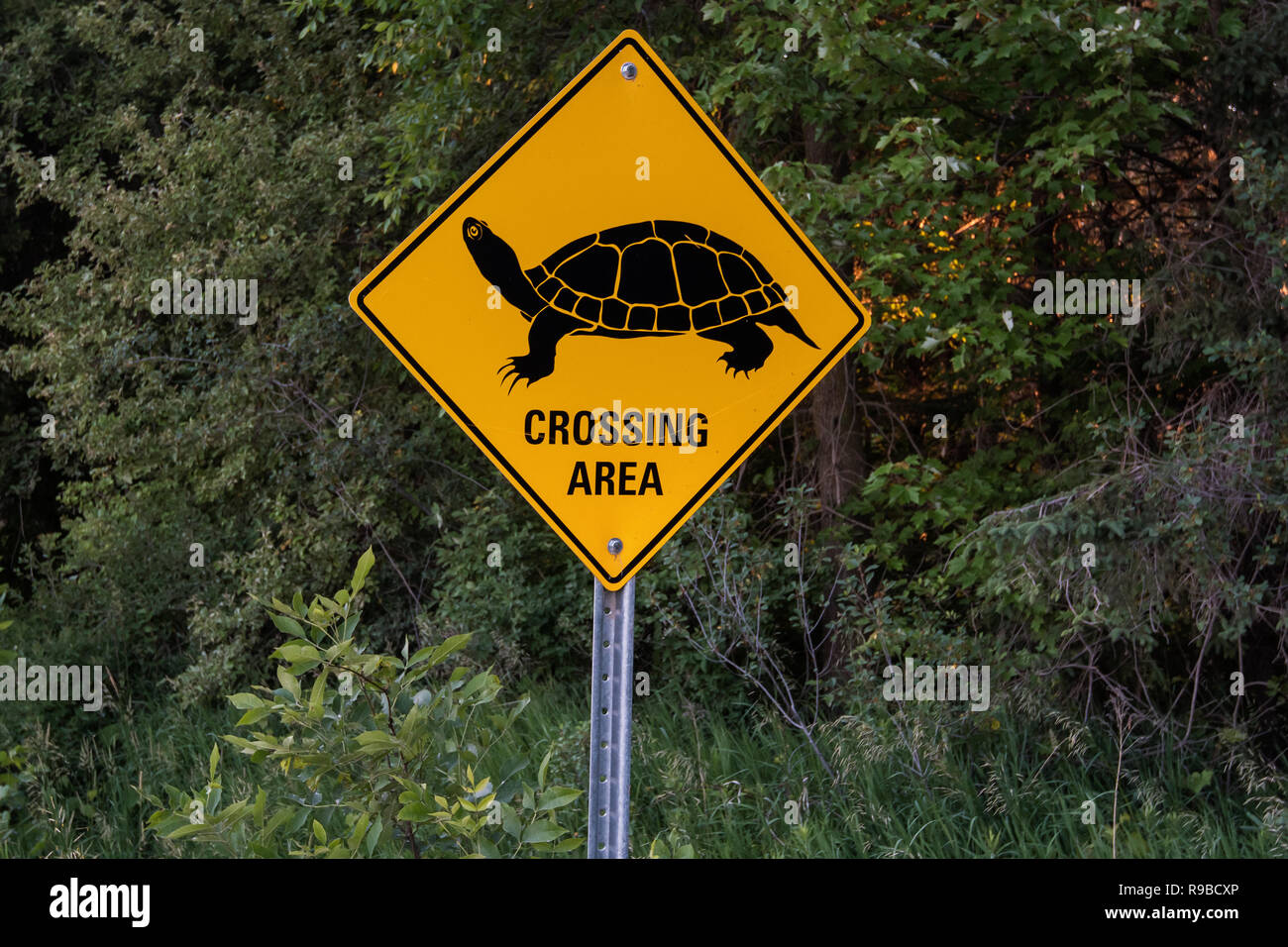 Turtle crossing sign on rural road Banque D'Images