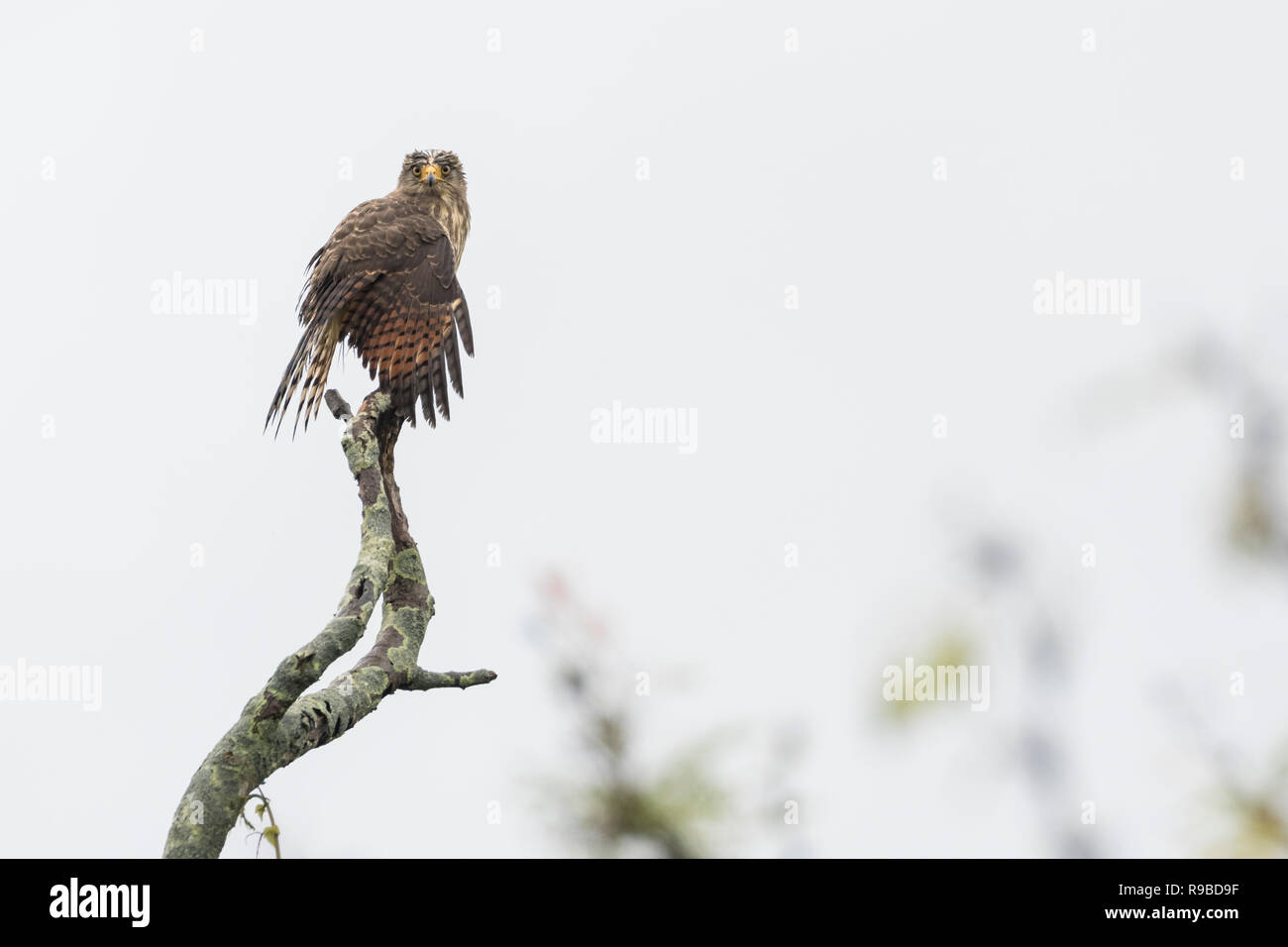 Roadside Hawk (Rupornis magnirostris) ailes de séchage après la pluie. Parc National Palo Verde. La province de Guanacaste. Costa Rica. Banque D'Images